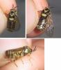 Diprion sp.